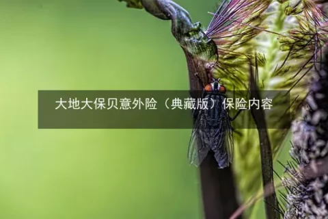 大地大保贝意外险(互联网专属)-保险超市