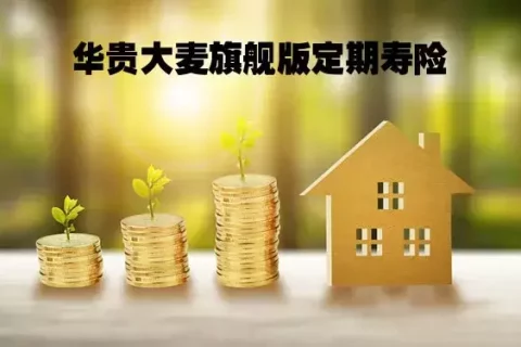 华贵大麦旗舰版A款定期寿险(互联网)-保险超市